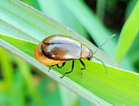 畑の地面などにたくさんいました この虫はなんでしょうか 害虫なのかな 教えてく Yahoo 知恵袋