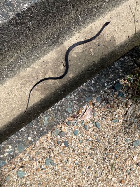 真っ黒の蛇がいました。30センチくらいです。 なんという蛇でしょうか？