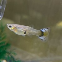 このメスグッピーちゃんはブルーグラスでしょうか モザイクの遺伝子を噛んで Yahoo 知恵袋