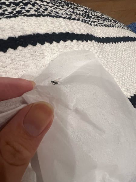 これ何の虫ですかね。 蚊ではないです。。。