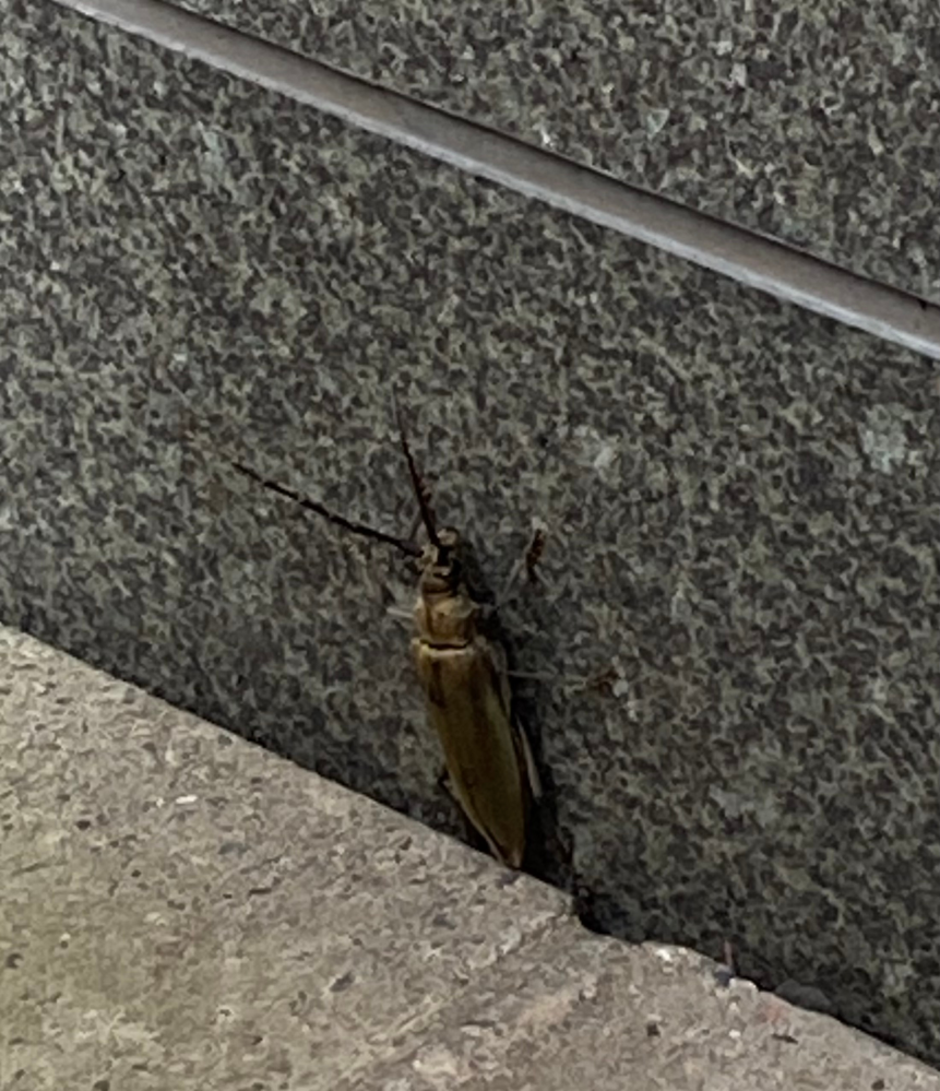 都会の高層マンション、柱の隅でじっとしていました。 甲虫類になるのでしょうか。虫の名前がわかる方いますか。