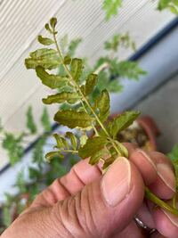 こんにちわ 朝倉山椒を鉢植えで育てています 今 7月7日ですが 1ヶ月ほ Yahoo 知恵袋