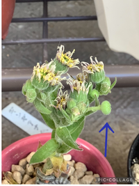これはセンペルビウムの種でしょうか 初めてセンペルビウムに花が咲いたのですが Yahoo 知恵袋