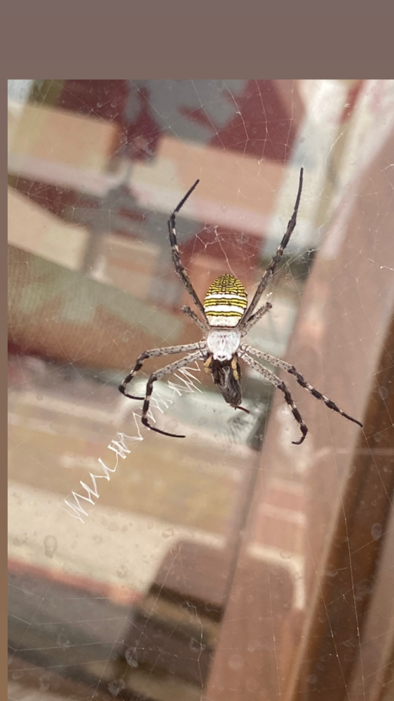 沖縄に住んでます。 この蜘蛛を初めて見たのですが知っている方いますか？
