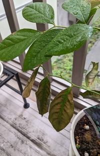 ブルーベリーの鉢植えを育てています これは病気ですか 葉焼けですか Yahoo 知恵袋