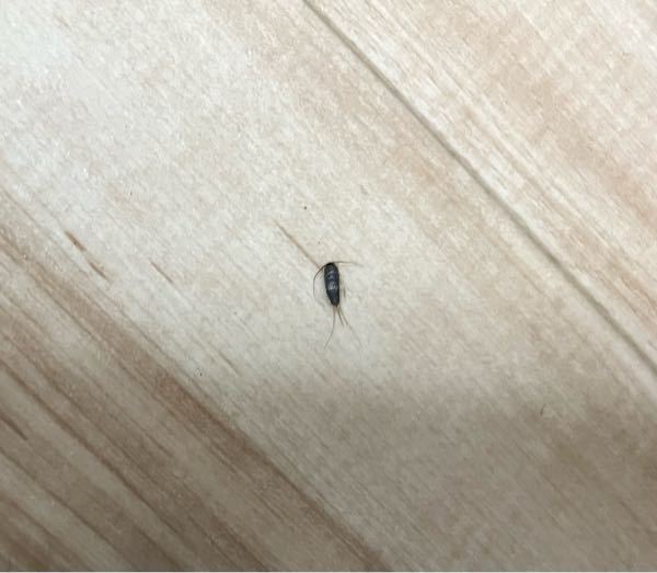 家の中で死んでいたのですが、これはなんという虫でしょうか？