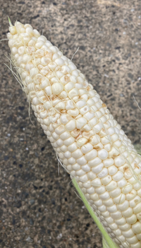 ホワイトのとうもろこしを栽培したのですが画像の様になった原因は何でしょうか Yahoo 知恵袋