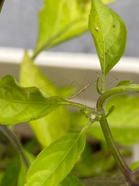 今日水やりしていたら ししとうの葉の裏に居たのですがなんの虫か分からず怖くて困 Yahoo 知恵袋
