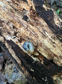 こちらは何の幼虫でしょうか コクワガタ 大クワガタ Yahoo 知恵袋