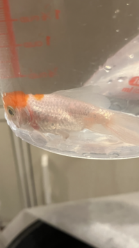 今飼ってる丹頂が二匹とも急に体調が悪くなりました 二匹は一緒の水槽で飼ってます Yahoo 知恵袋