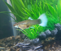 できるだけ至急お願いします グッピーの妊娠についてですこの画像グッ Yahoo 知恵袋