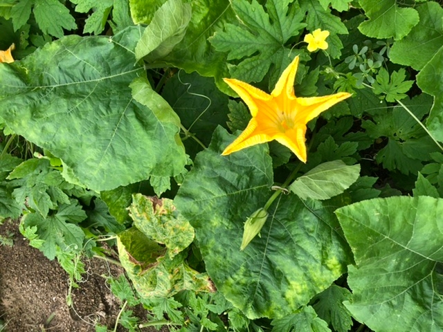 ５月の低山にあった植物です 花は白いのかピンクなのかよく分かりません Yahoo 知恵袋