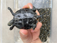 カメの産卵場についてですが ホームセンターで売られてる川砂にしようと思って Yahoo 知恵袋