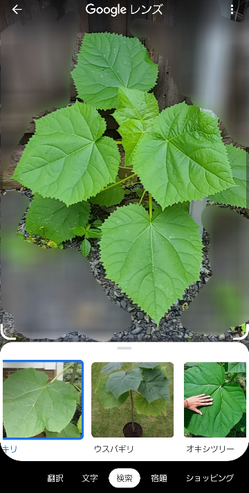 この葉っぱはなんでしょうか。砂利のところに生えてきました。葉っぱが