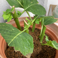 ひと月ぐらいまえに たまたまあじさいの挿し木をしたら芽がでてきました 土は 赤 Yahoo 知恵袋