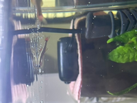 熱帯魚のアカヒレについて相談です うちに来て 3ヶ月ほどだった Yahoo 知恵袋