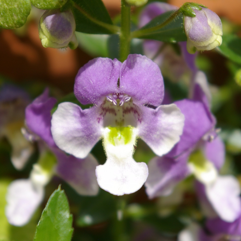 この花の名前を教えてください アンゲロニアのエンジェルフェイス Yahoo 知恵袋