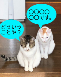 大喜利です 子分猫が親分に言い放った 衝撃のひと言とは 親分 姐さんが俺 Yahoo 知恵袋