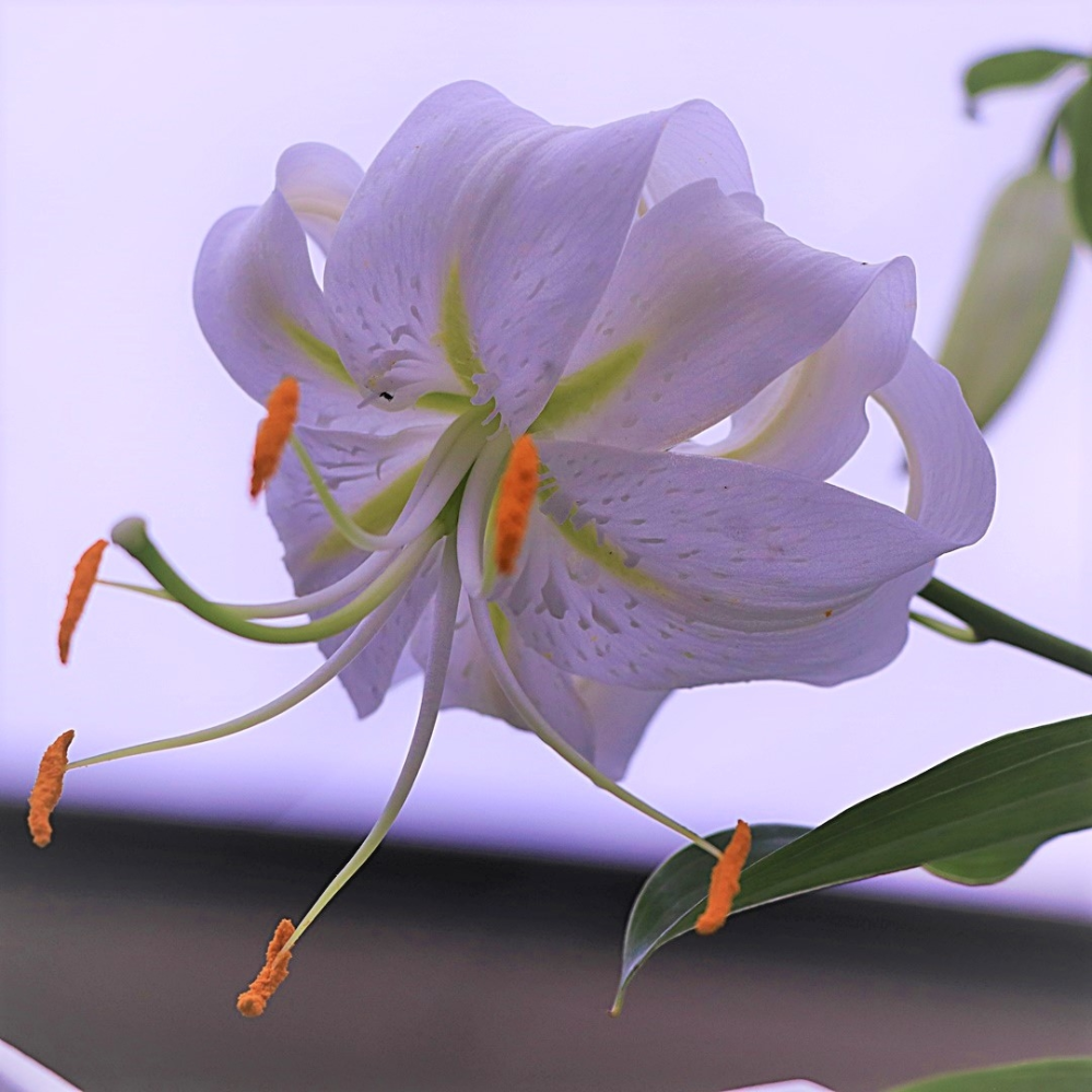 この白いユリの花の名前を教えてくださいよろしくお願いいたします Yahoo 知恵袋