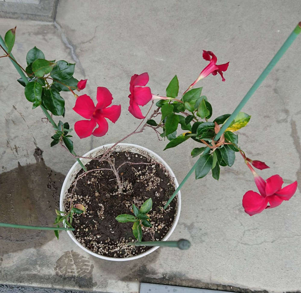 ツツジの挿し木について ツツジの挿し木は新芽を10cm程度挿すのが普通 み Yahoo 知恵袋