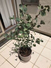 ユーカリポポラスを鉢植えで ひとつの鉢に3本植えてあるものを購入しまし Yahoo 知恵袋