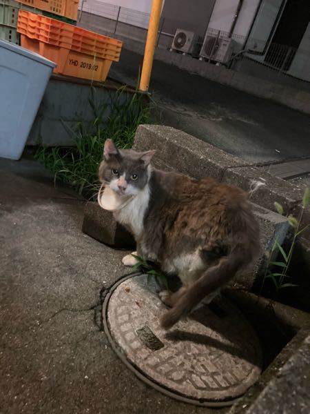 近所にいる猫なのですが エリザベスカラーをつけているのだと思ったらど Yahoo 知恵袋