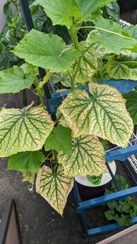 水耕栽培でキュウリを栽培していますが 肥料不足で葉が黄色くなり よわ Yahoo 知恵袋