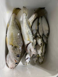 友達からもらった写真です イシモチとサッパに挟まれているこの魚はなん Yahoo 知恵袋