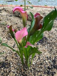 ガーネットグローとカラーは同じ花ですか カラーのガーネットグロ Yahoo 知恵袋