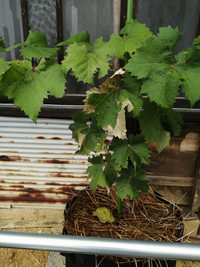 ぶどうシャインマスカットを作って3年目になります花はたくさん Yahoo 知恵袋