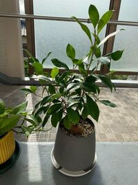 ガジュマルの剪定についてです 現在かなり放置し続けてしまった Yahoo 知恵袋