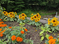 この小さいひまわりの名前を教えて下さい ただのミニひまわりにしては Yahoo 知恵袋