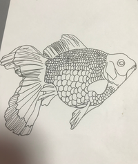 中学の理科のスケッチの仕方で影をつけないのはどうしてですか 私の予 Yahoo 知恵袋