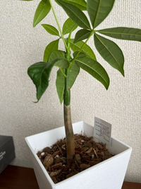 こちらの写真のパキラですが 実生か挿し木かわかる方 教えて頂けますとありがたい Yahoo 知恵袋