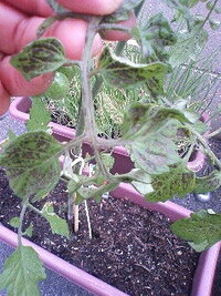 最近 ミニトマトの葉っぱに茶色い斑点が出ているのに気がつきました 全 Yahoo 知恵袋