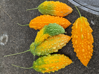 ゴーヤを菜園プランターで育ててます 緑と白の苗のゴーヤをプランターに Yahoo 知恵袋