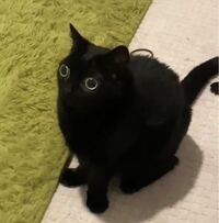 インターネットで見かけるこの画像の黒猫の猫種をご存知の方いらっしゃいましたら教 Yahoo 知恵袋