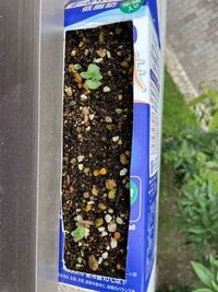 家庭菜園をしている方で 牛乳パック栽培を 成功させてる人 教えて Yahoo 知恵袋