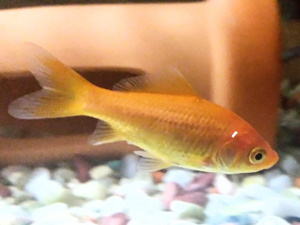 金魚ついての質問です 画像有りです この画像にはありませんが えらの上辺 Yahoo 知恵袋