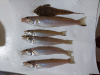 一番上の魚はなんですか メゴチ ネズッポ科のネズミゴチ に見え Yahoo 知恵袋