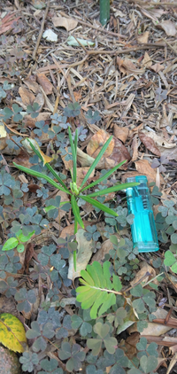 生垣にしている牧の木の挿し木です 生垣にあと1本欲しいので半年ほど前に挿し木を Yahoo 知恵袋