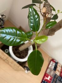 観葉植物について教えてください フランスゴムの木を家で飼ってます Yahoo 知恵袋