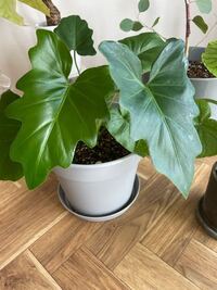 この植物は何でしょうか 100均で名前なしの観葉植物を購入し 半年ほど育 Yahoo 知恵袋