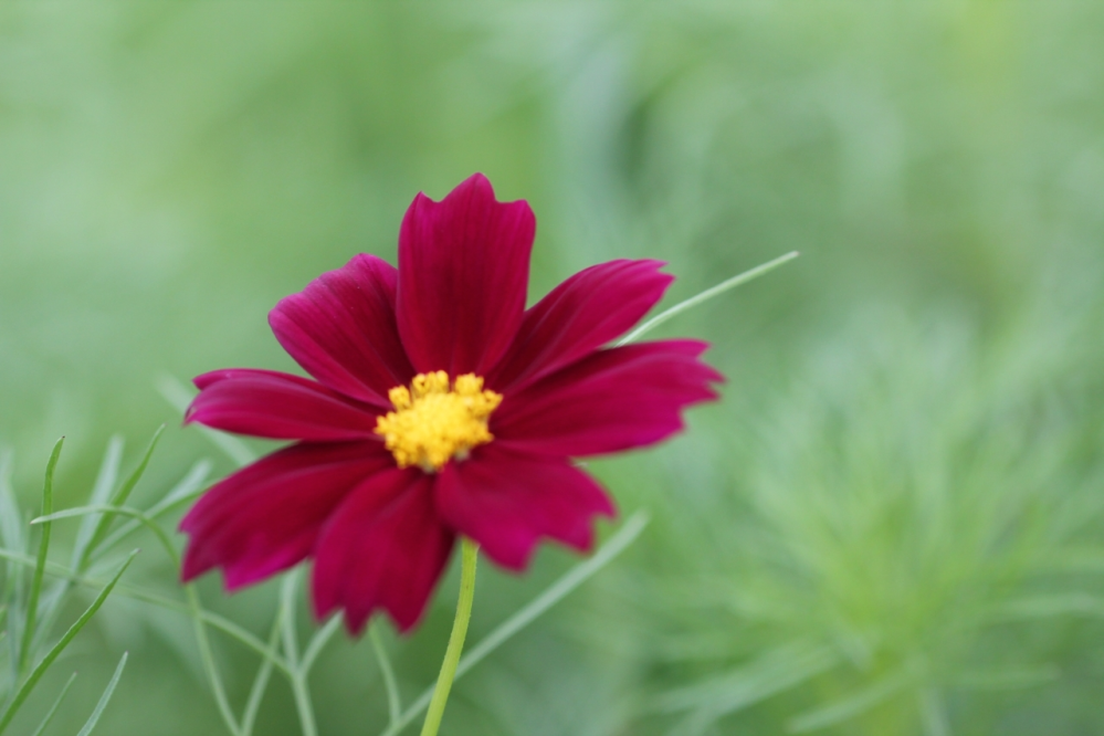 写真の花は何でしょうか 教えていただけますと嬉しいです 7 23大分県で撮影し Yahoo 知恵袋