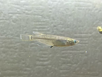 魚の図鑑や本はなヤツメウナギから始まるのでしょうか そして最 Yahoo 知恵袋