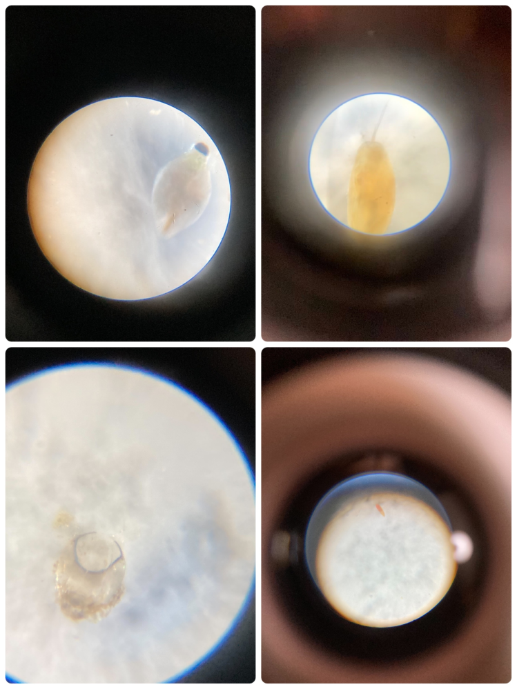 春から飼育しているサワガニが3匹います カニは冬眠すると聞いてま Yahoo 知恵袋