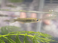 このメダカは妊娠中ですか 水槽に１匹だけ入れていたのですが ちなみに抱卵だった Yahoo 知恵袋