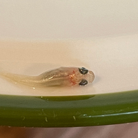 めだか 孵化直前のたまごが死ぬ めだかの有精卵をいただき いつ孵化する Yahoo 知恵袋