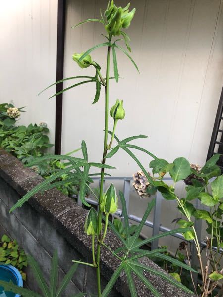 この植物の名前を教えて下さい 花は薄い黄色でオクラやハマボウとそ Yahoo 知恵袋