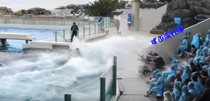 鴨川シ ワールド シャチパフォーマンスでずぶぬれになったら そのあ Yahoo 知恵袋